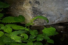 Acalypha brachystachya